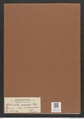 Navicula aspera var. intermedia Ehr (de-Toni-Nr.: Genus 1, Species 383) Zeichnungen Sammlung Grunow Mappe 00348 (Herbarium_W_Grunow_drawings_Folder_00348)